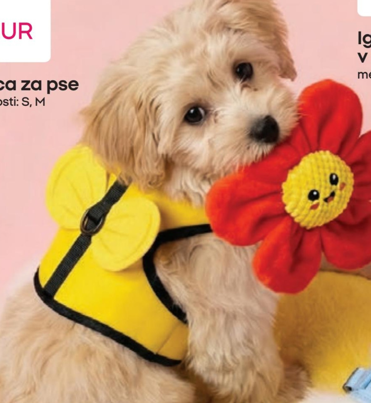 Oprsnica za pse - Akcija v trgovini Pepco