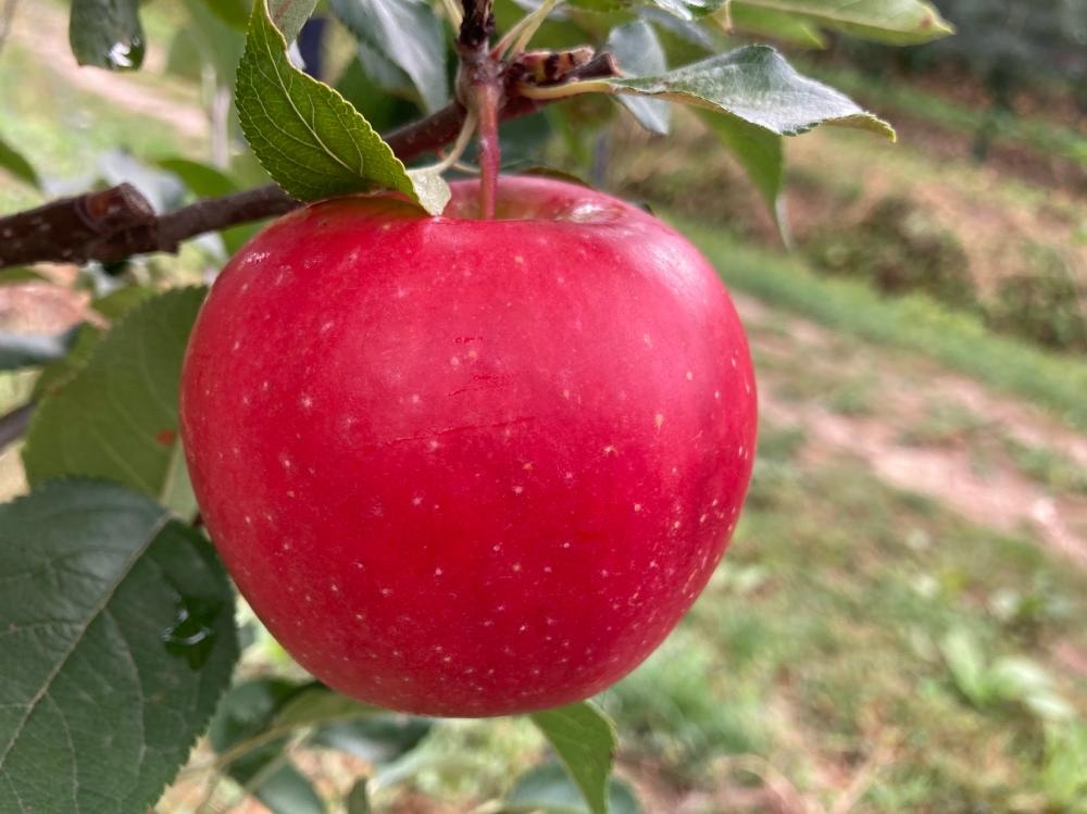 Jabolka Bonita - Akcija v trgovini Mercator