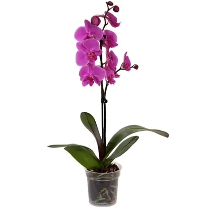 Ocean Orchids 1-stebelna orhideja Kolibri Akcija v trgovini Spar