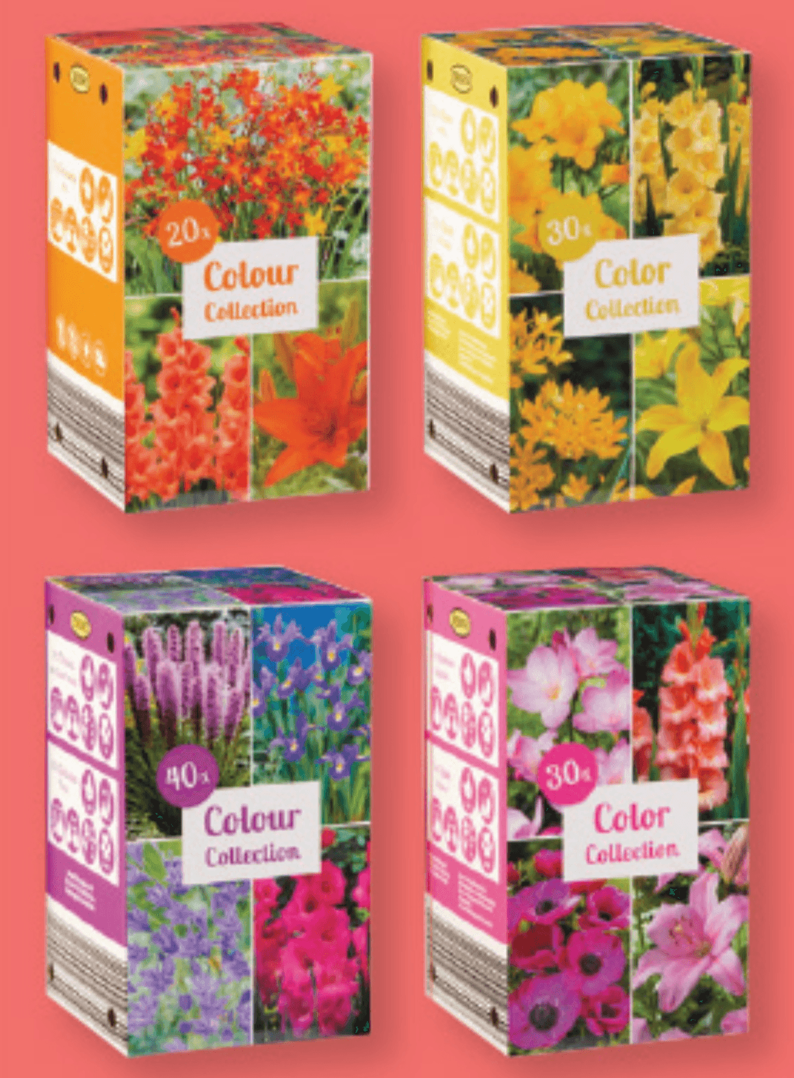 Kolekcija cvetličnih čebulic - Akcija v trgovini Lidl