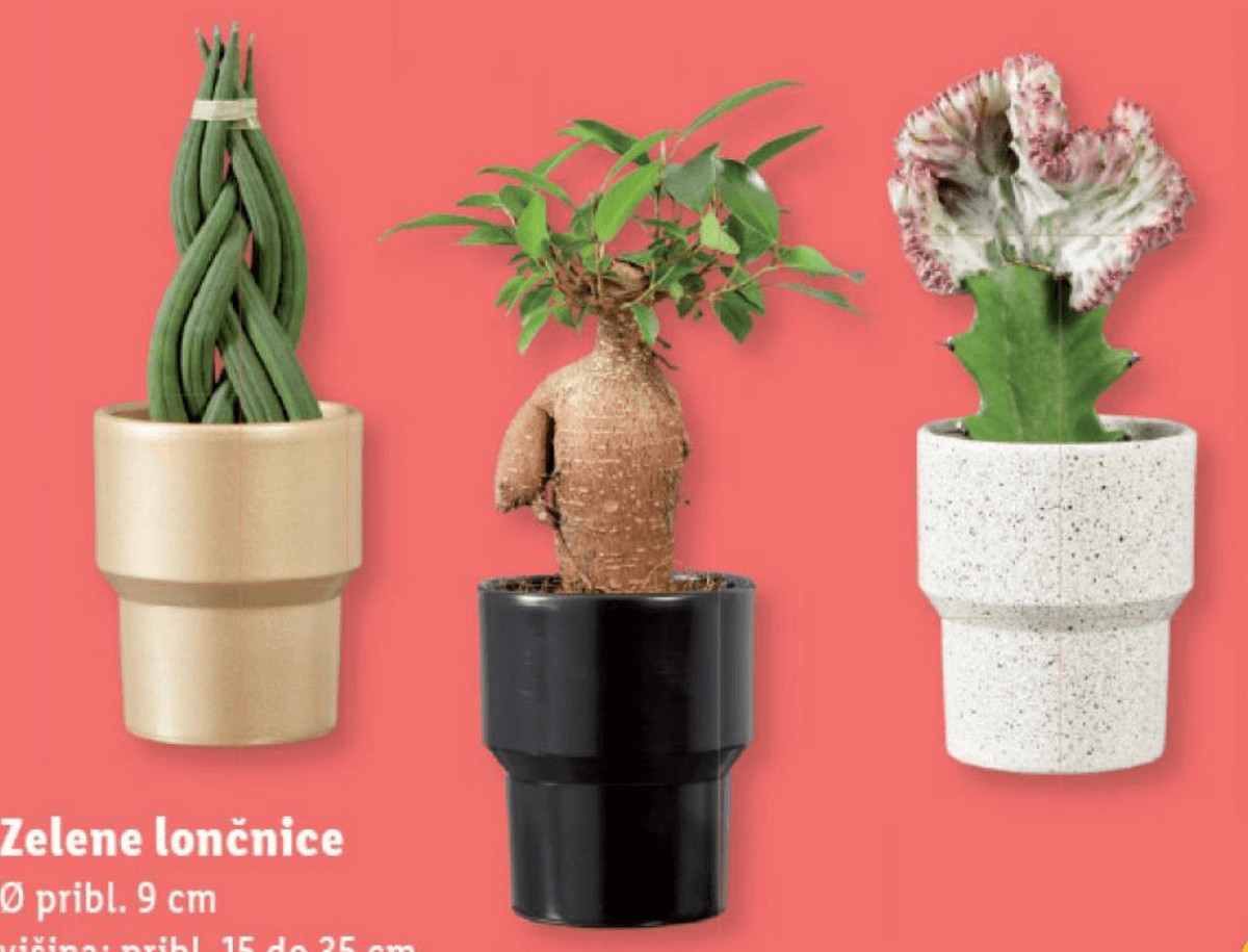 Zelene lončnice Ø pribl. 9 cm, višina: pribl. 15 do 35 cm - Akcija v trgovini Lidl