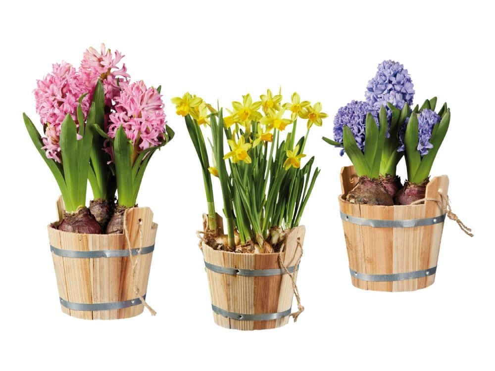 Cvetlične čebulice Ø pribl. 10,5 cm, višina: pribl. 14 do 18 cm - Akcija v trgovini Lidl