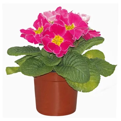 Lončnica saintpaulia - Akcija v trgovini Mercator