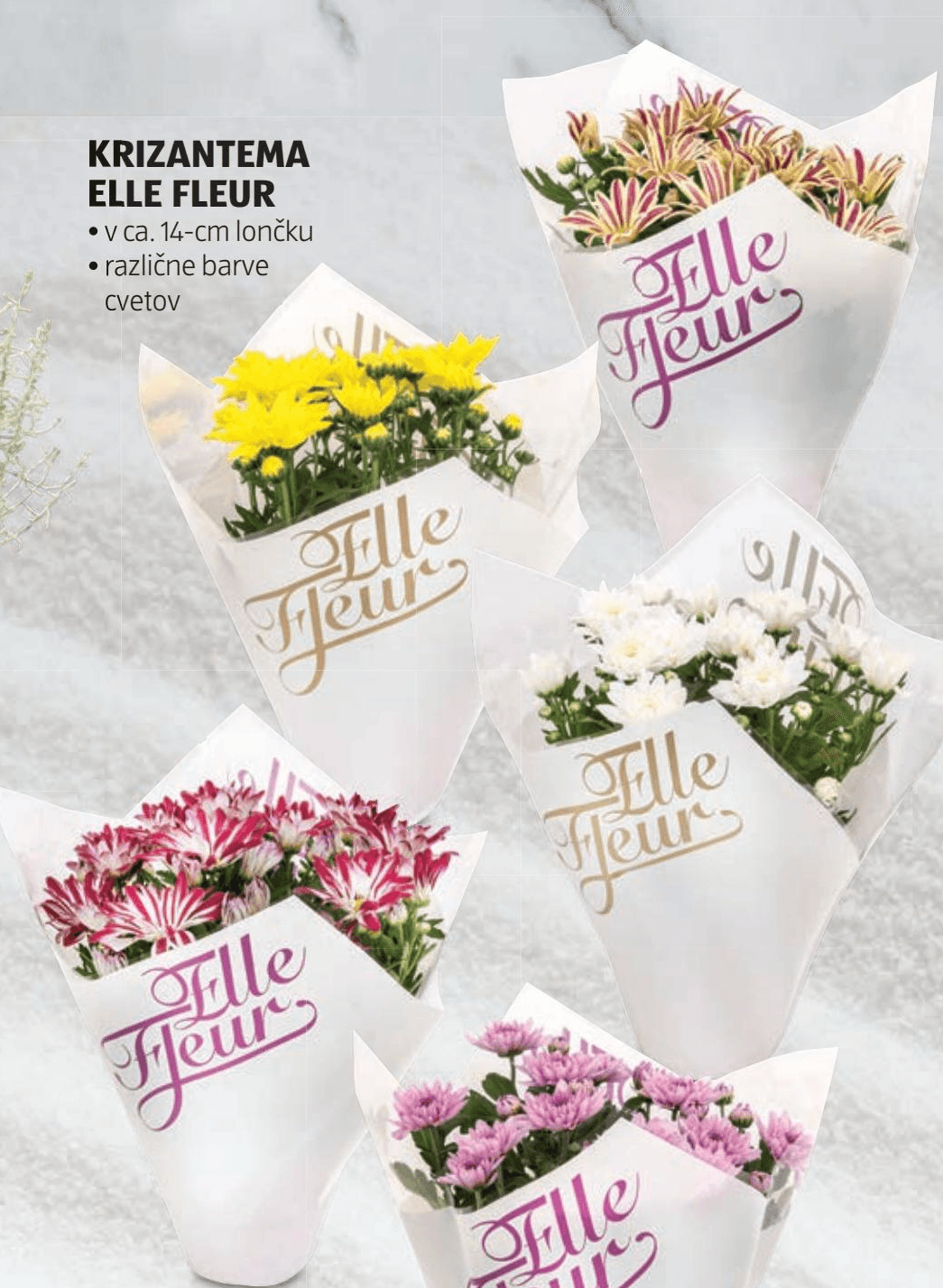 Krizantema Elle Fleur v ca. 14-cm lončku Akcija v trgovini Hofer