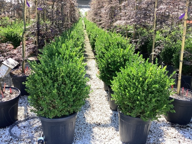 Sadika Buxus Microphylla krogla, 35-40 cm - Akcija v trgovini Pevex