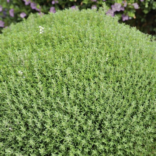 Kroglasti timijan 'Fredo' Volmary - Akcija v trgovini Bauhaus