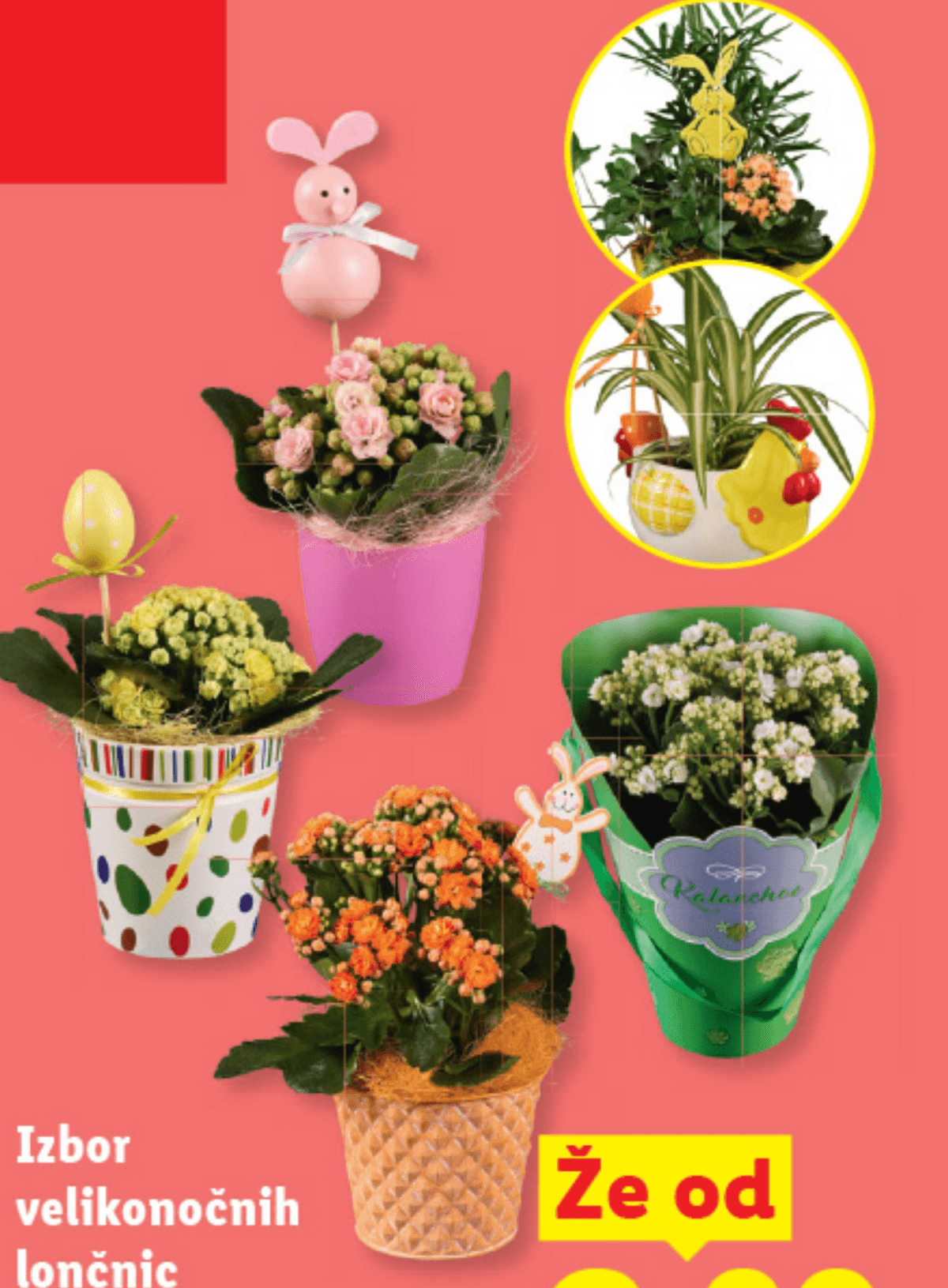 Izbor velikonočnih lončnic - Akcija v trgovini Lidl