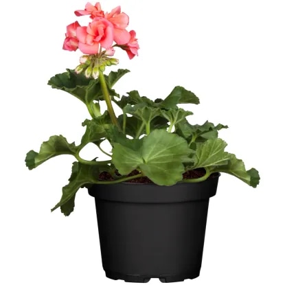 Pelargonija zonale 10 cm lonček - Akcija v trgovini Merkur