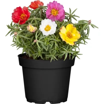 Velecvetni tolščak (lat. Portulaca grandiflora) v lončku Ø 9 cm - Akcija v trgovini Bauhaus