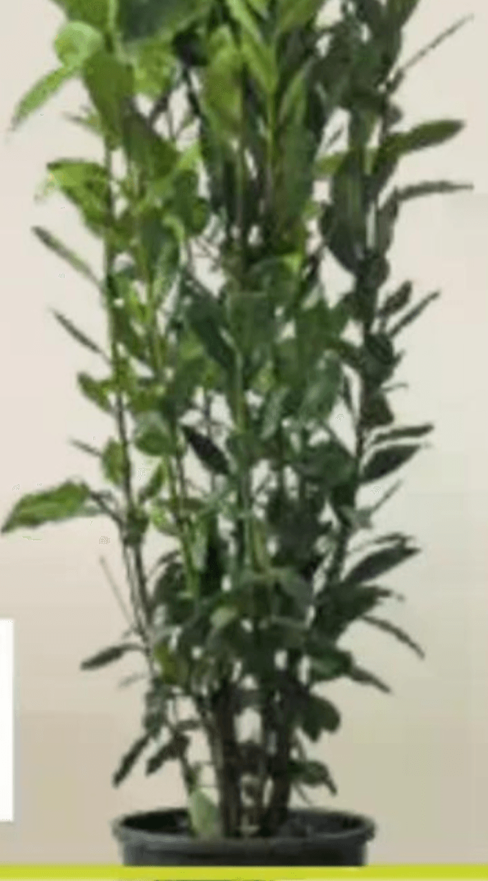 Sadika Laurus Nobilis 60-80 cm - Akcija v trgovini Pevex