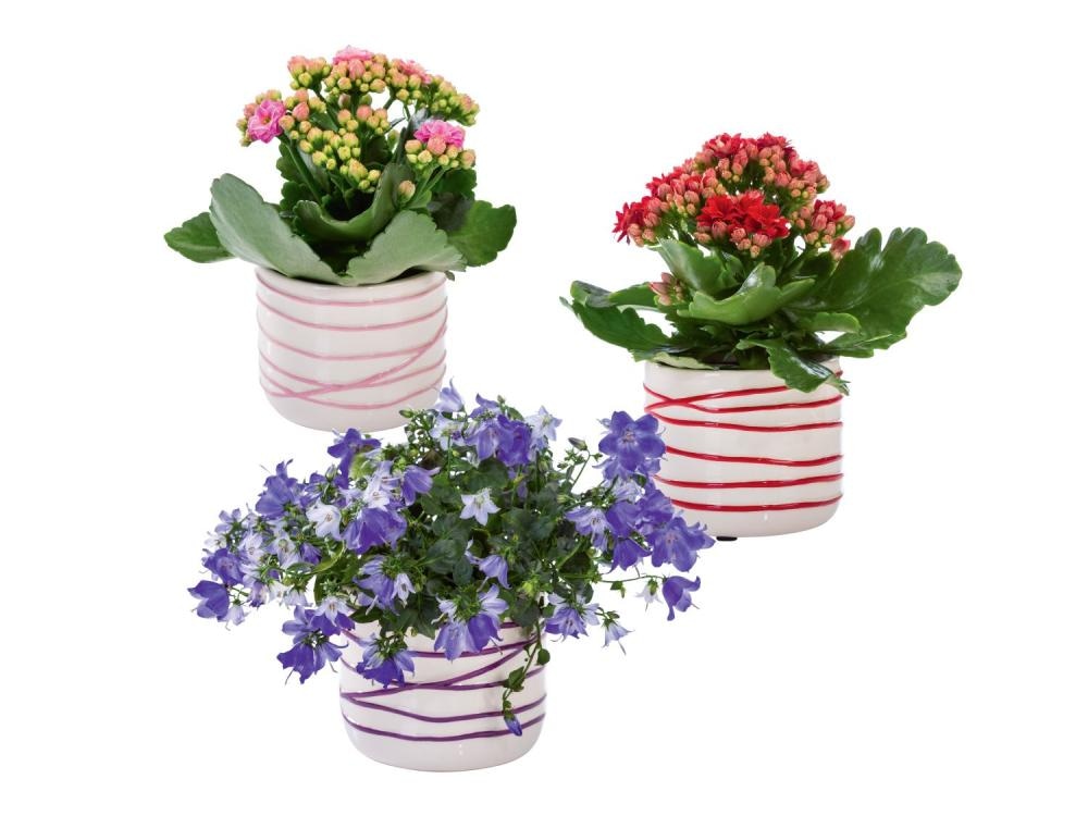 Izbor cvetočih rastlin - Akcija v trgovini Lidl