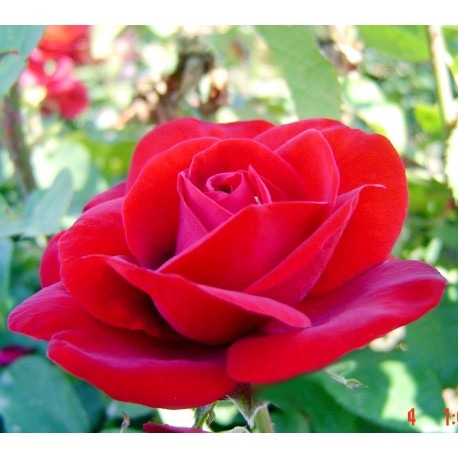 Sadika VRTNICA - Akcija v trgovini Pevex