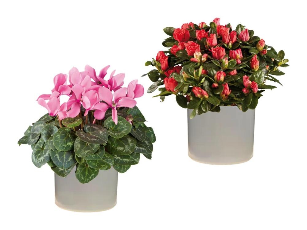 Ciklama ali azaleja - Akcija v trgovini Lidl