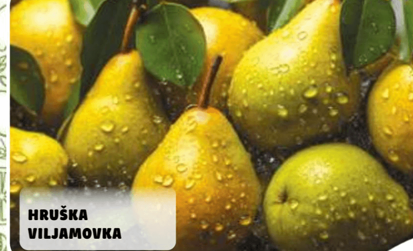 Hruška Viljamovka Akcija v trgovini E.Leclerc