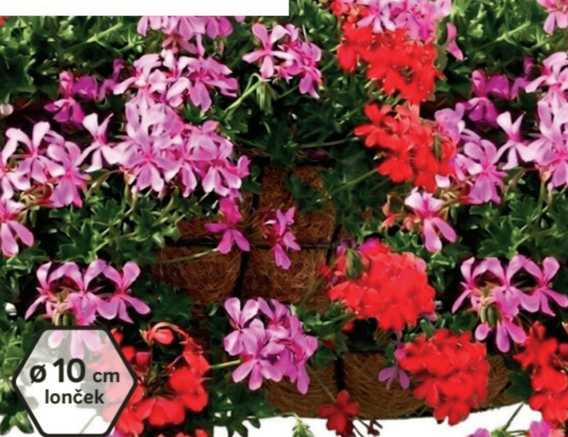 Pelargonija bršljanka, enojna Peltatum ø 10 cm lonček - Akcija v trgovini Merkur