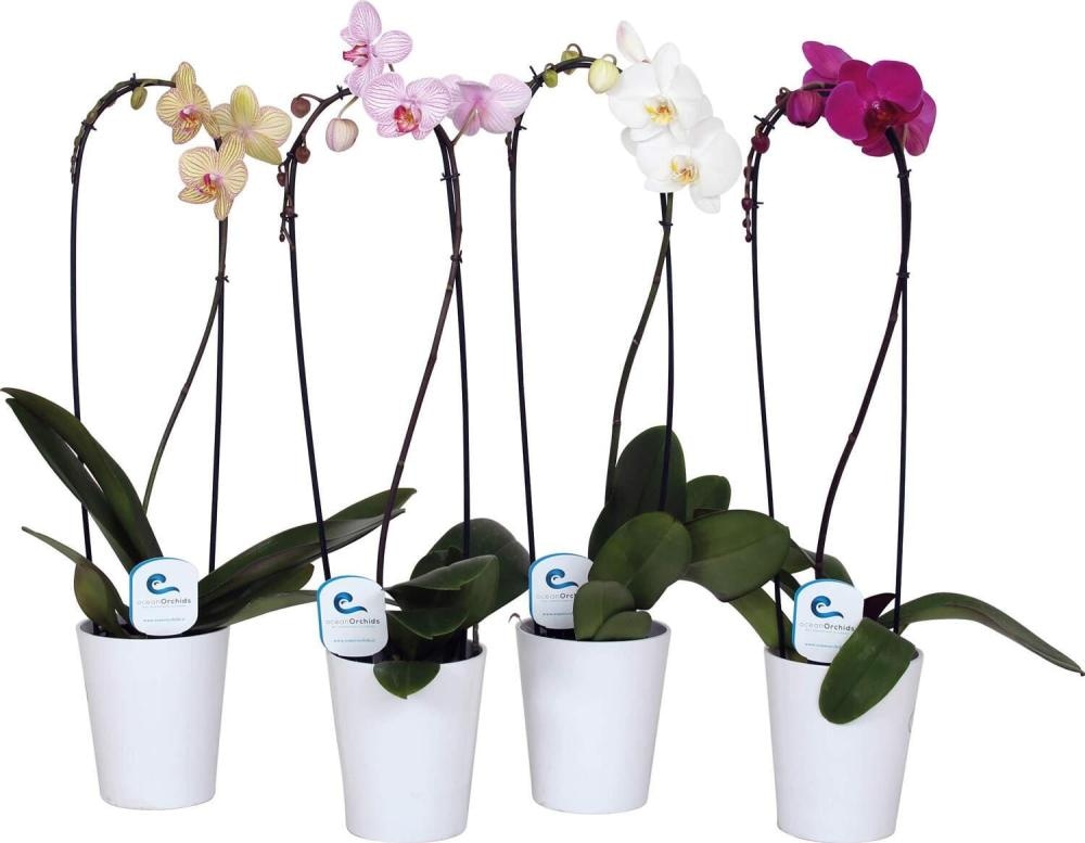 Orhideja Cascada v Keramičnem Lončku Ocean Orchids - Akcija v trgovini E.Leclerc