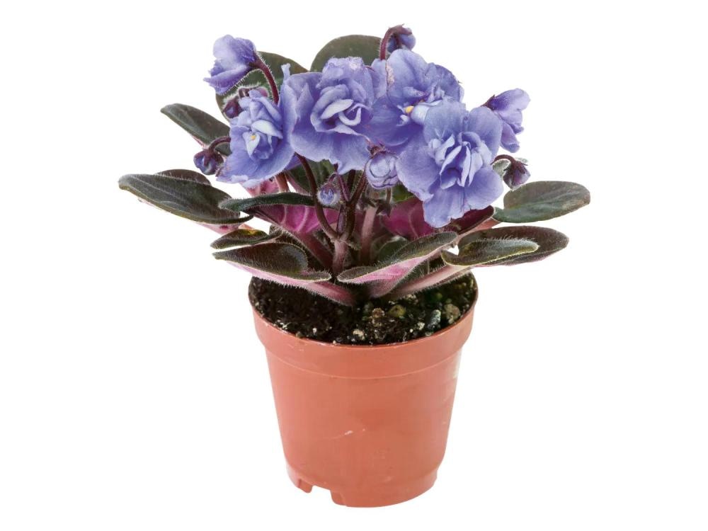 Mini cvetoča lončnica Ø pribl. 6 cm, višina: pribl. 10 do 16 cm - Akcija v trgovini Lidl