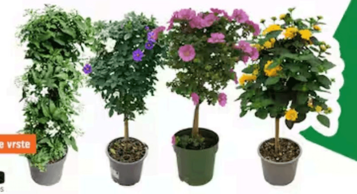 Okrasne posodovke - Akcija v trgovini Obi