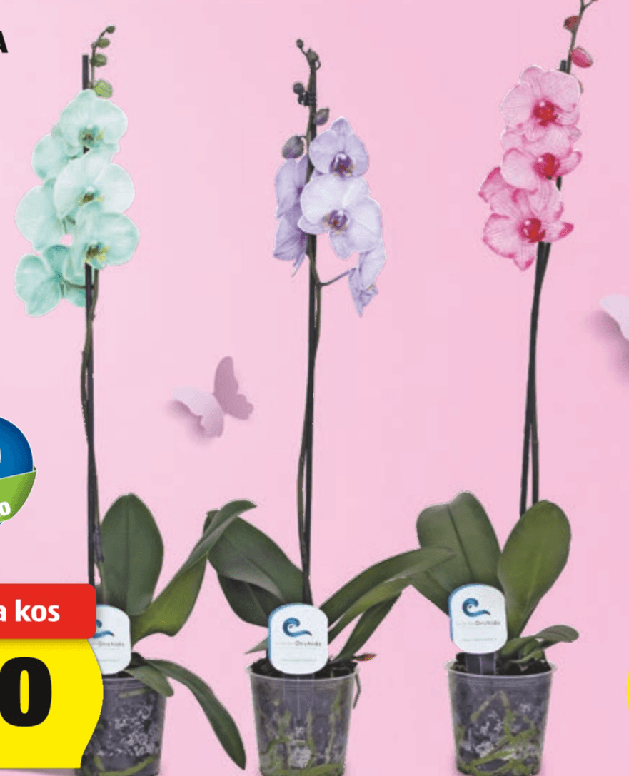 Slovenska Orhideja oceanOrchids - Akcija v trgovini Hofer