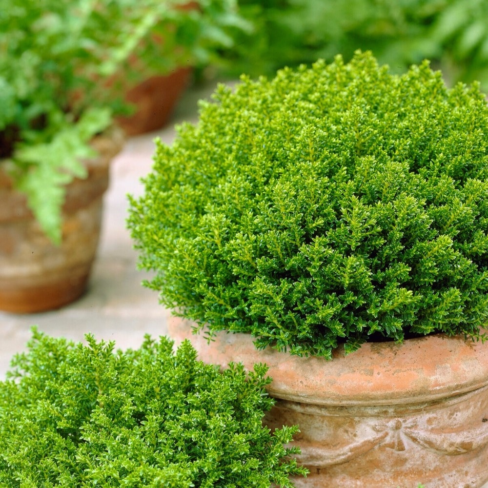 Roža Hebe Emerald Akcija v trgovini Jager