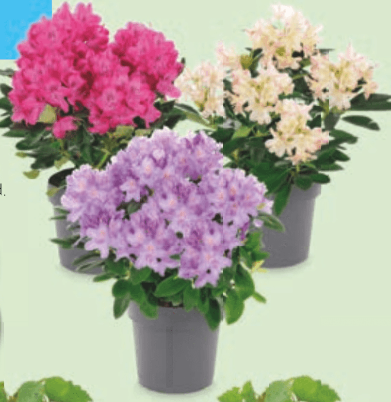 Rododendron - Akcija v trgovini Hofer