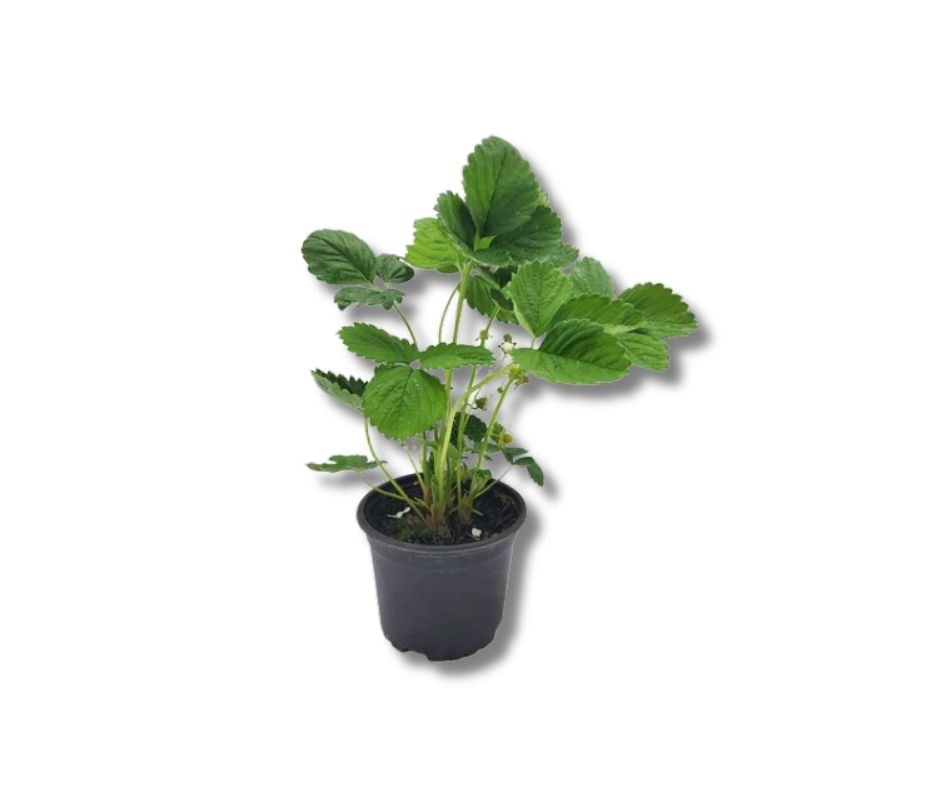 Sadike jagode fi 10 - Akcija v trgovini Jager