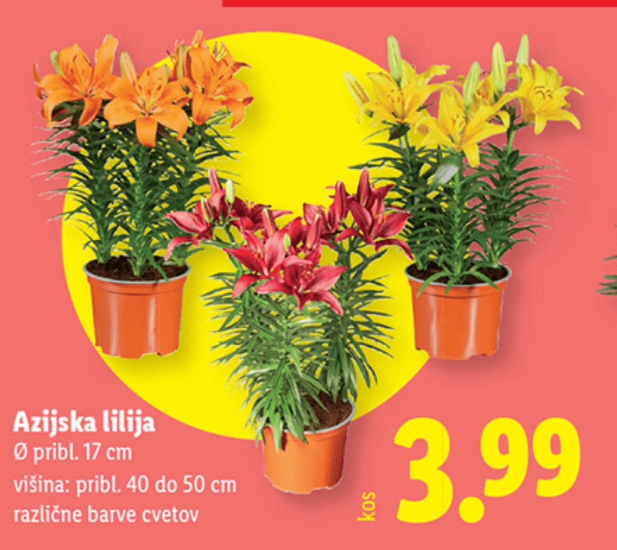 Azijska lilija Ø pribl. 17 cm, višina: pribl. 40 do 50 cm - Akcija u trgovini Lidl