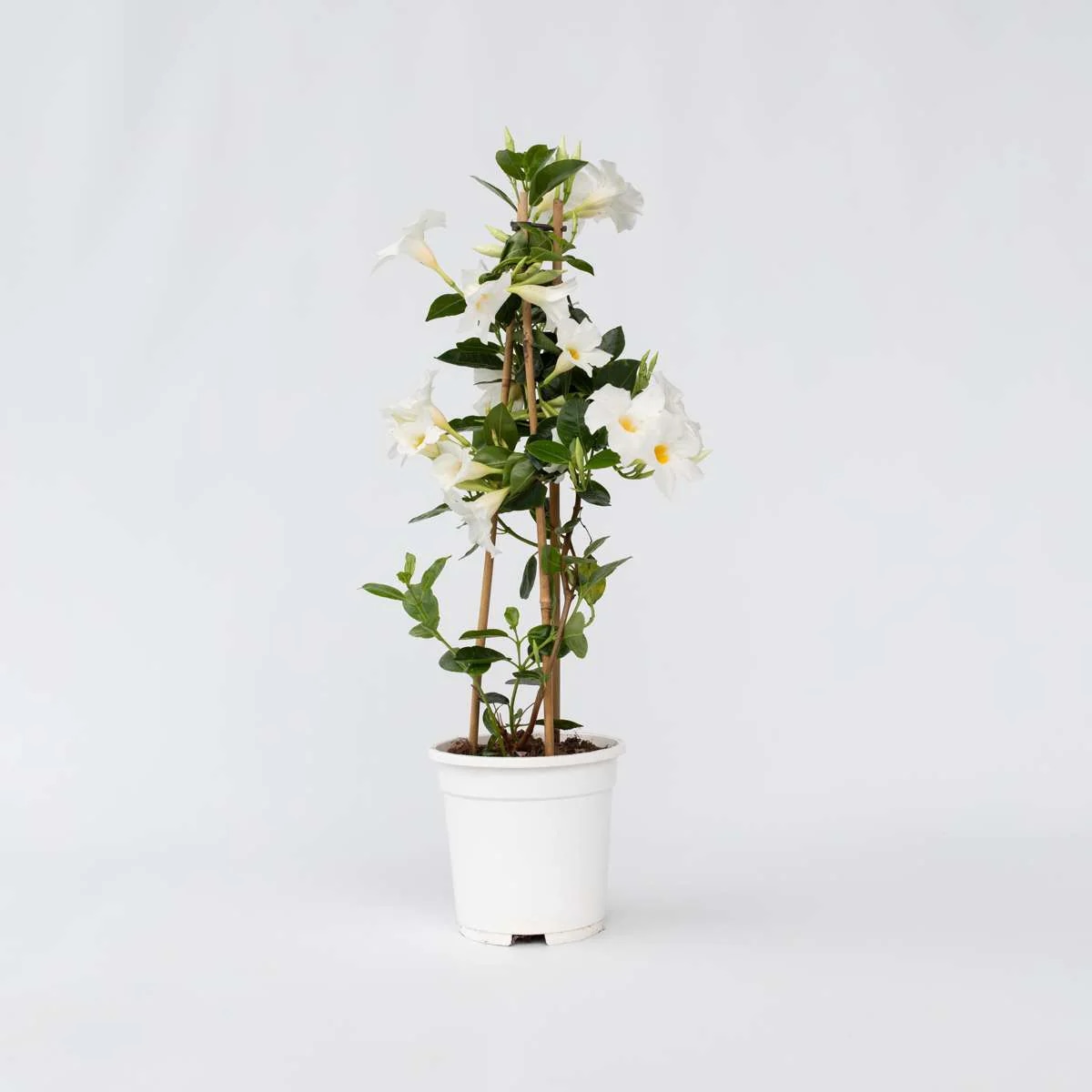 Dipladenija/Mandevila - Akcija v trgovini Jager