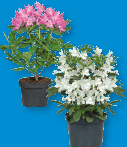 Rododendron - Akcija v trgovini Lidl