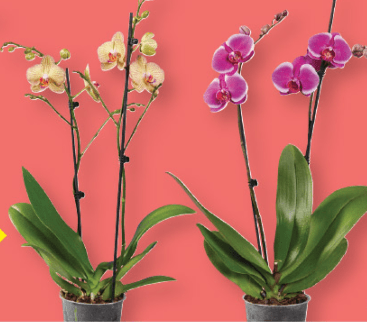 Orhideja „Phalaenopsis“ - Akcija v trgovini Lidl