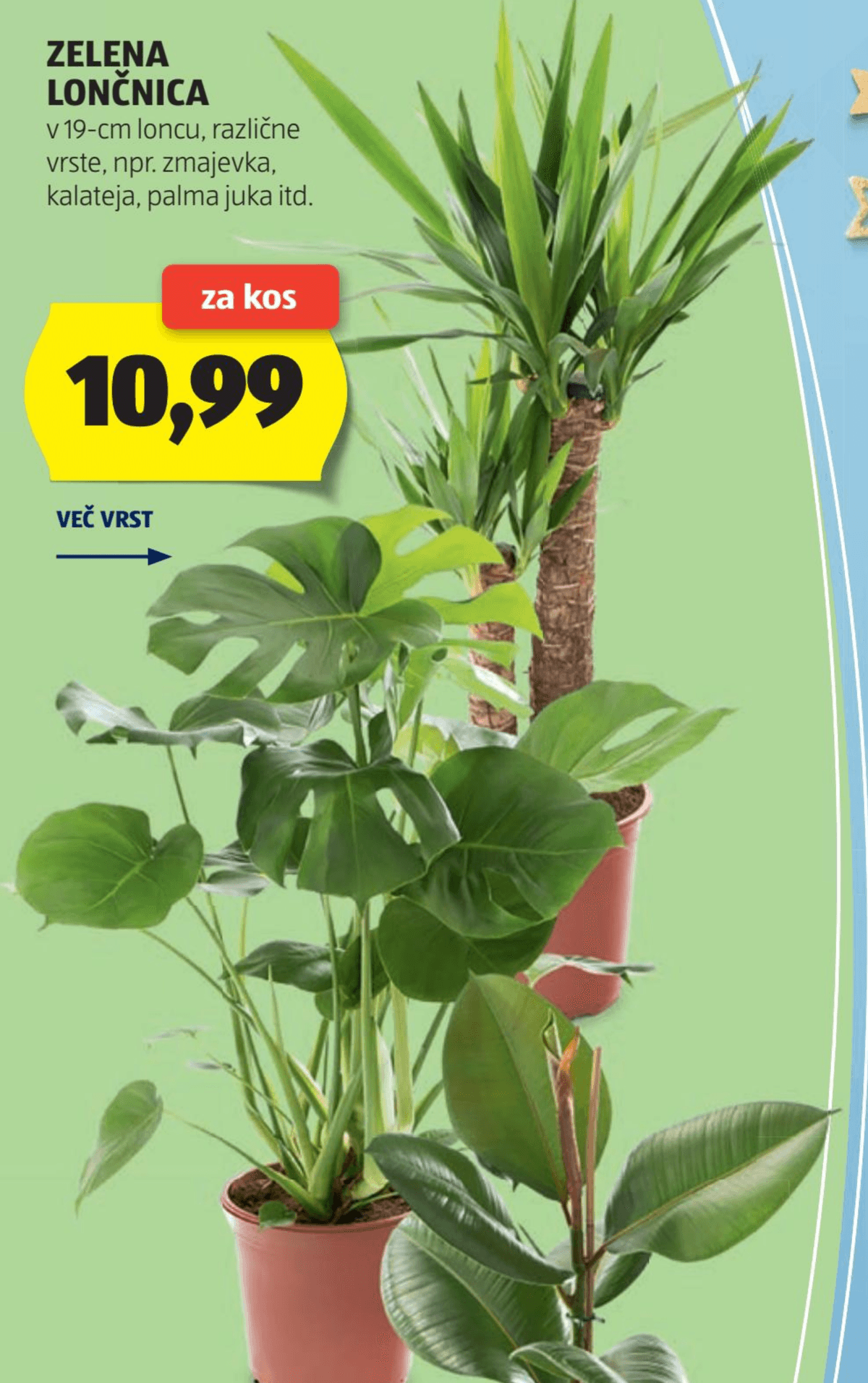 Zelena lončnica - Akcija v trgovini Hofer