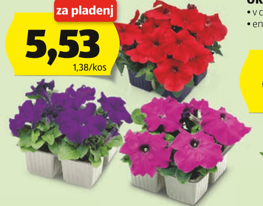 Surfinije/Petunije 4 sadike na pladnju - Akcija v trgovini Hofer
