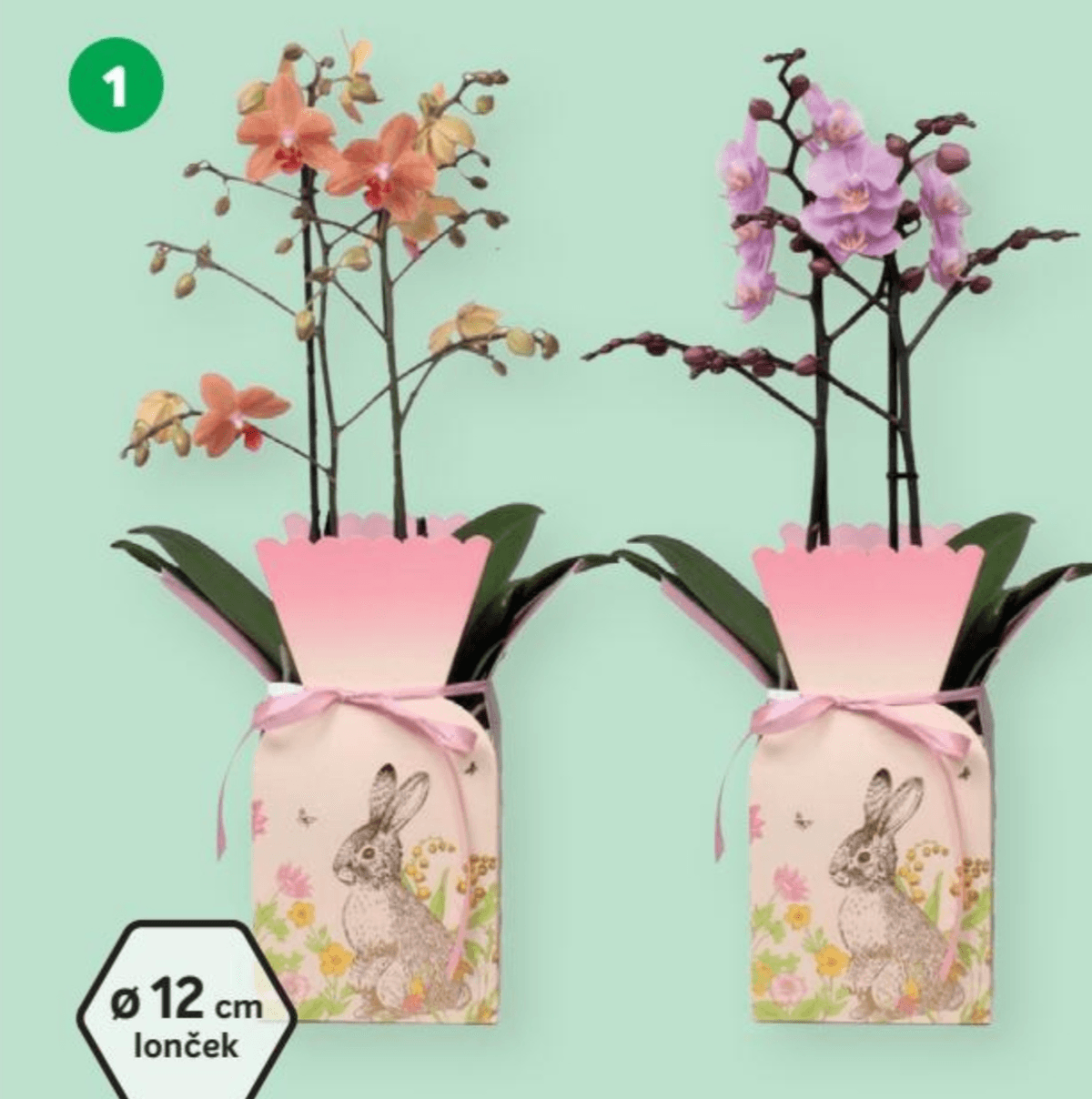 Orhideja Phalaenopsis - Akcija v trgovini Merkur