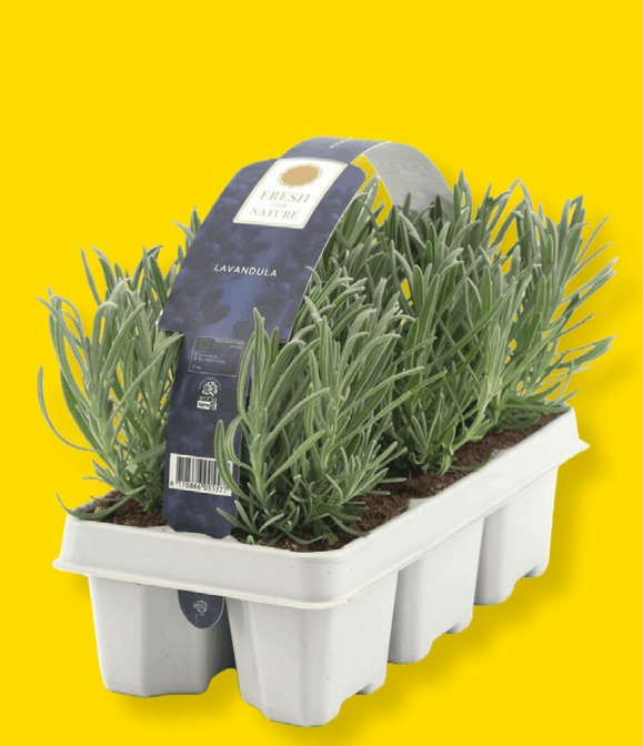 Ozkolistna sivka Kultipak 6 kosov - Akcija v trgovini Merkur