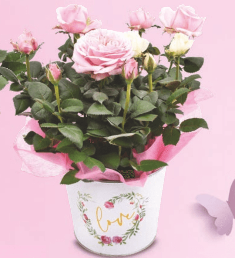 Vrtnica - Akcija v trgovini Hofer