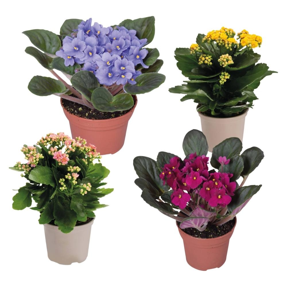 Kalandiva/Afriška vijolica 1 kos - Akcija v trgovini Hofer