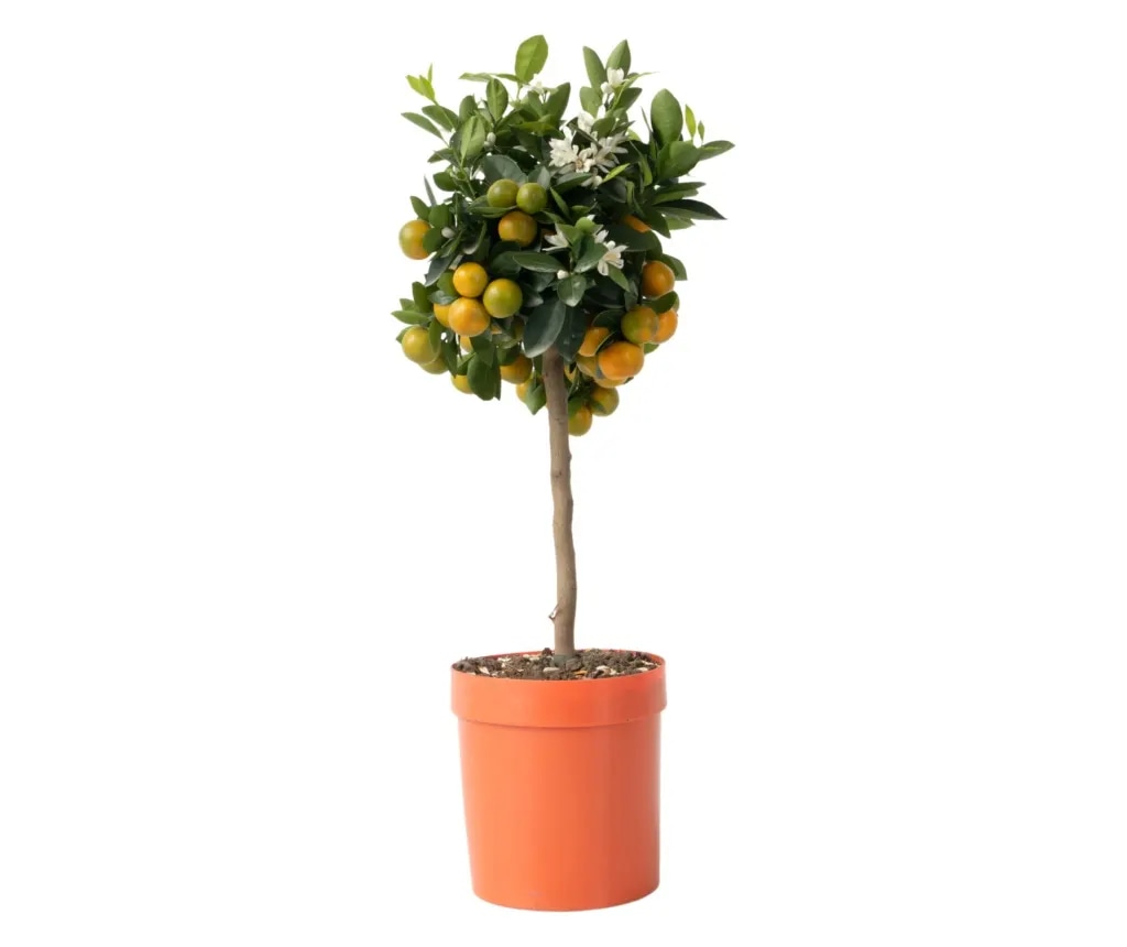 Mešanica citrusov - Citrus mitis - Akcija v trgovini Obi