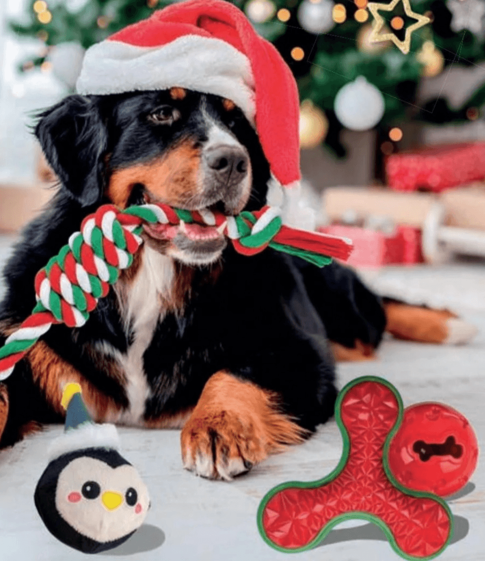 Božični igralni set za psa Romeo - Akcija v trgovini Hofer