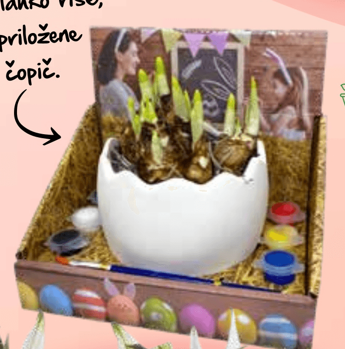 Čebulice narcis - Akcija v trgovini Spar