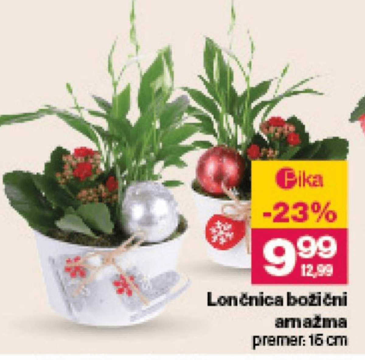 Lončnica božični aranžma - Akcija v trgovini Mercator