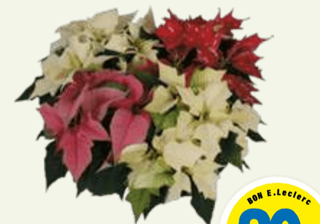 Božična zvezda - Akcija v trgovini E.Leclerc