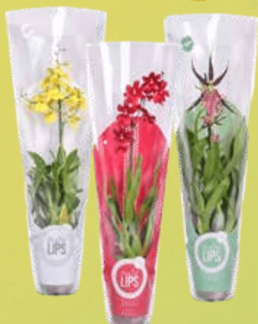 Lončnica Hortensia Mix - Akcija v trgovini Tuš