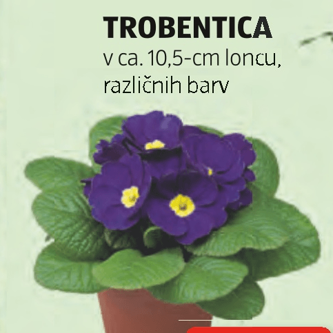 Trobentica - Akcija v trgovini Hofer