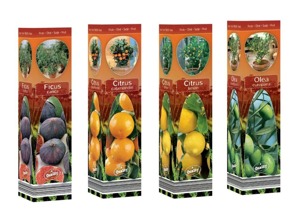 Okrasna sredozemska rastlina - Akcija v trgovini Lidl