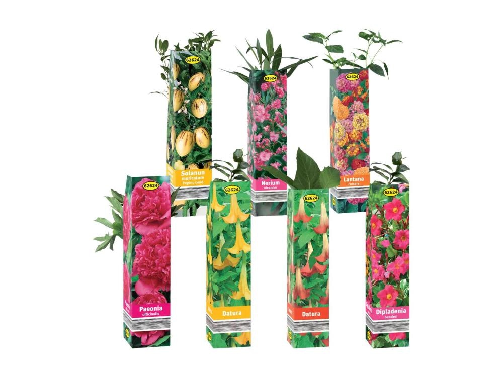 Izbor cvetočih poletnih rastlin - Akcija u trgovini Lidl