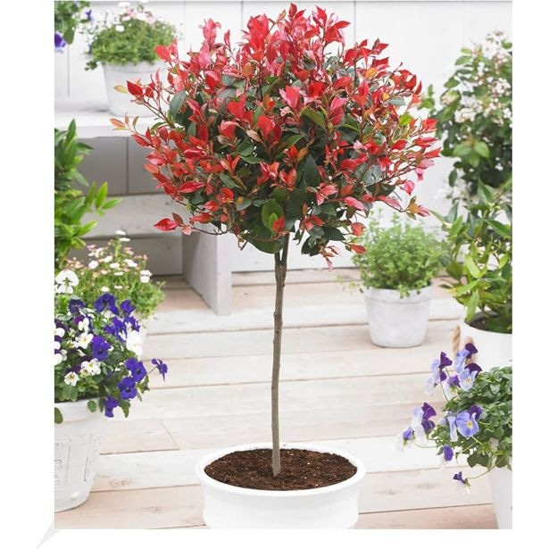 Fotinija na deblu Lonček: Ø 19 cm. - Akcija v trgovini Merkur