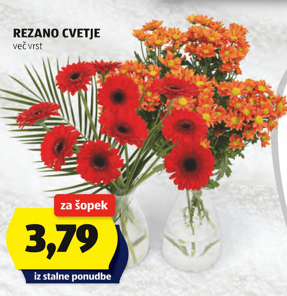Rezano cvetje 1 šopek - Akcija v trgovini Hofer