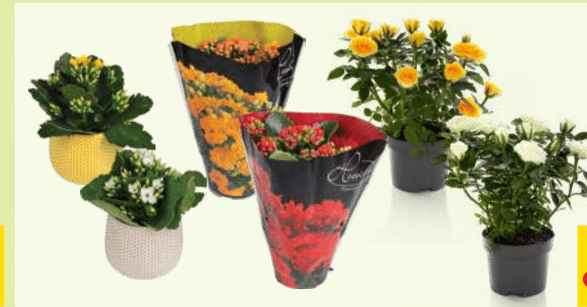 Lončnice - Akcija v trgovini Tuš