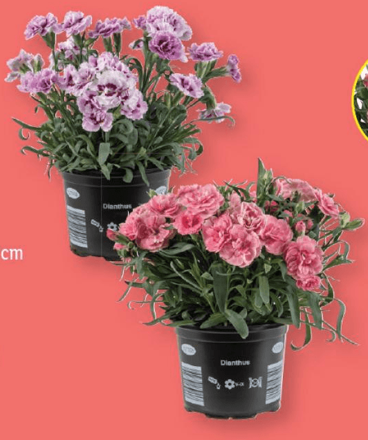 Nagelj Ø pribl. 12 cm, višina: pribl. 20 do 26 cm - Akcija v trgovini Lidl