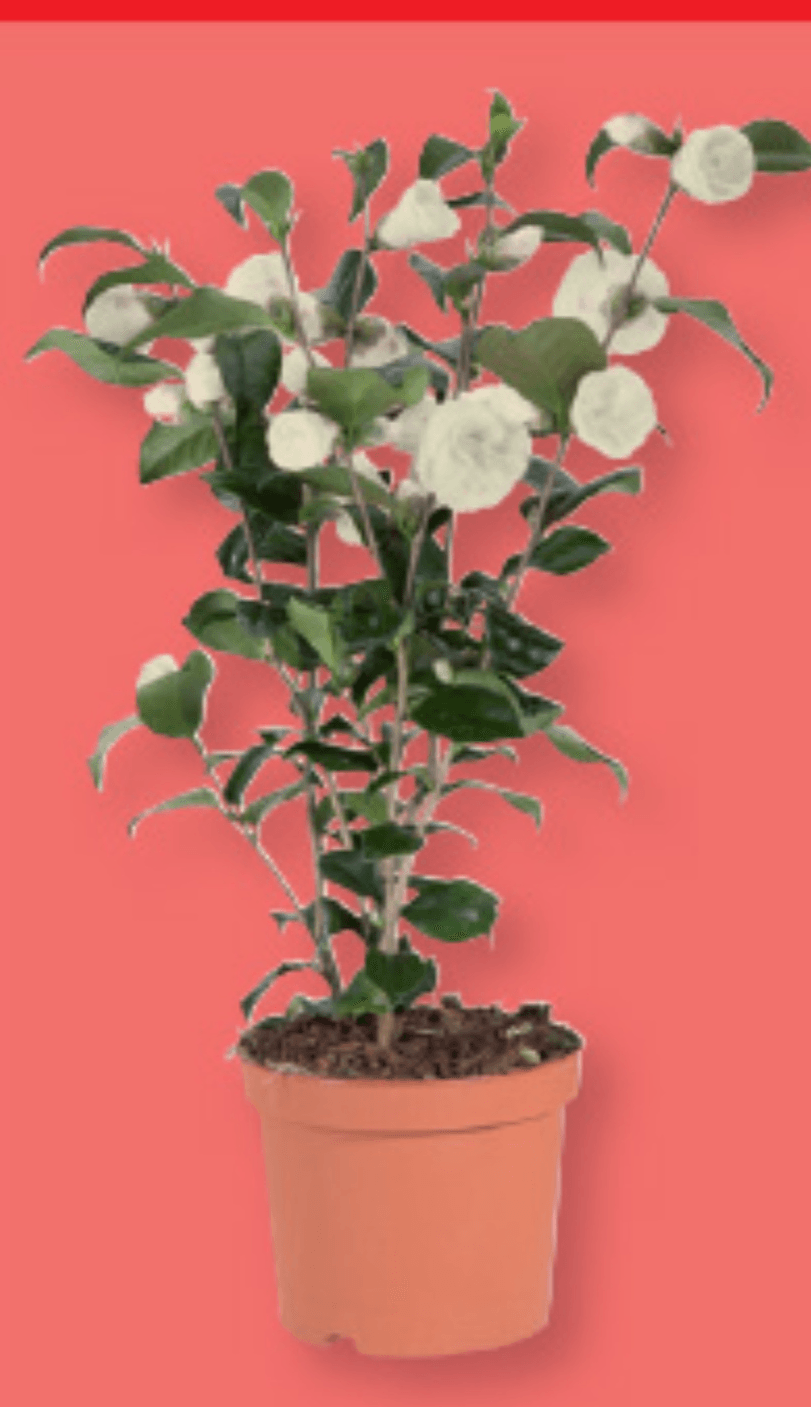 Kamelija - Akcija v trgovini Lidl